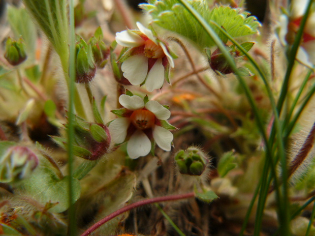 rosacea del sottobosco - Potentilla micrantha